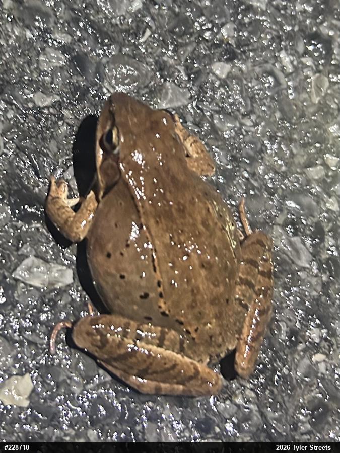 Wood Frog