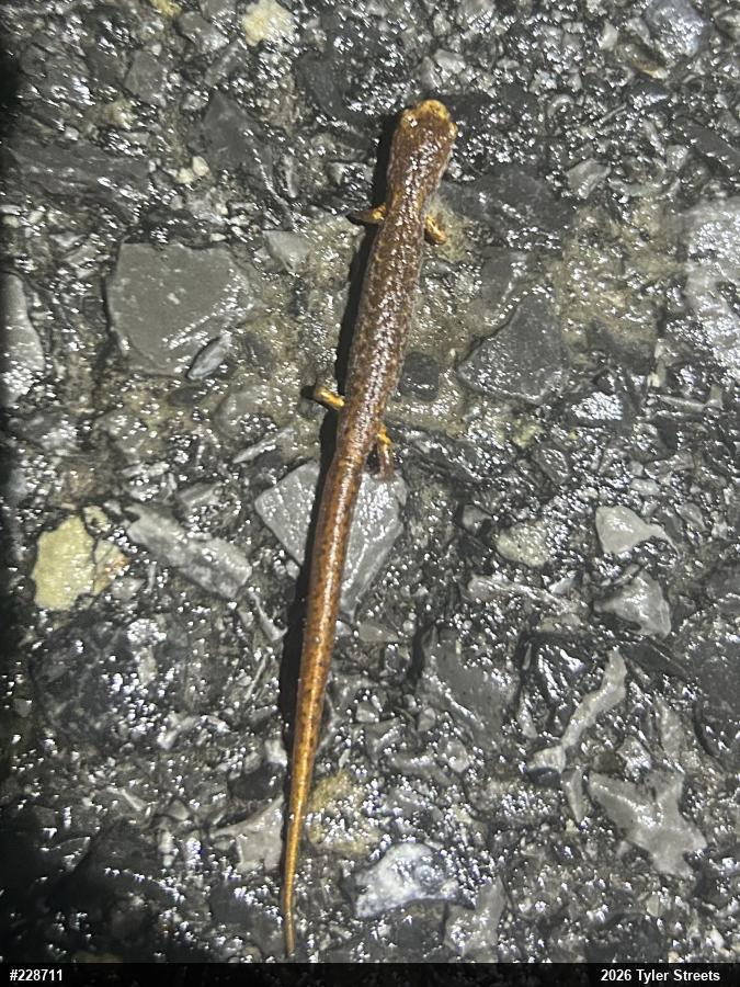 Four-toed Salamander