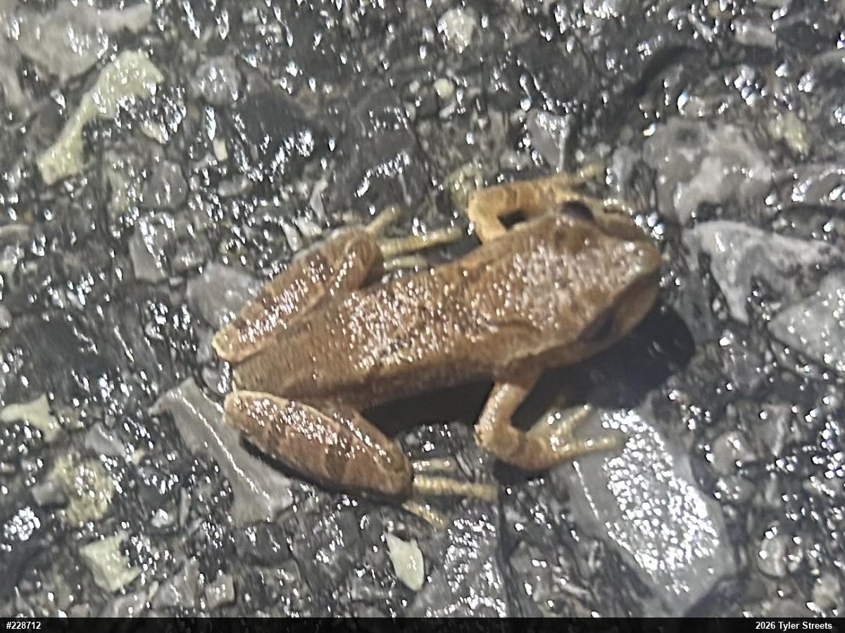 Spring Peeper