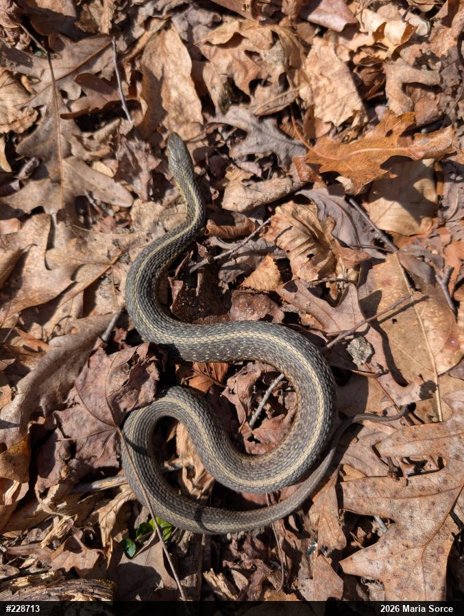 Eastern Gartersnake