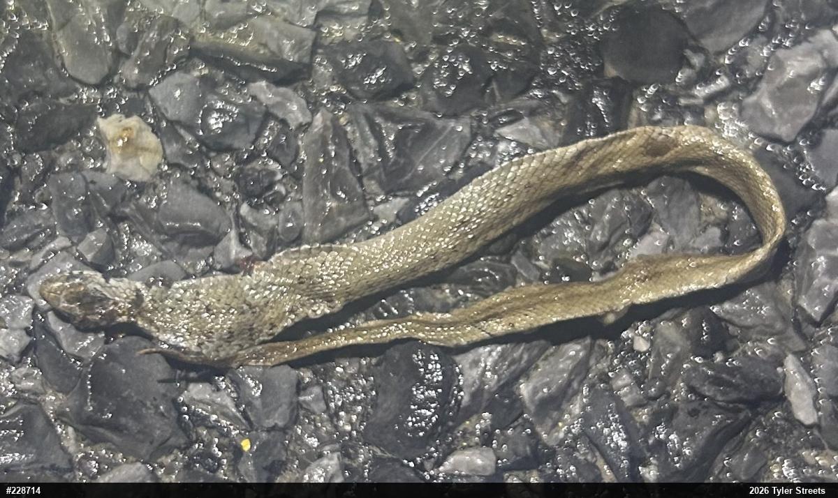 Dekay's Brownsnake