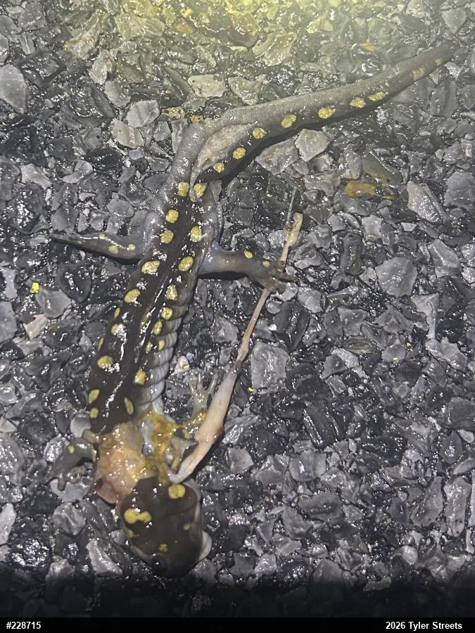 Spotted Salamander
