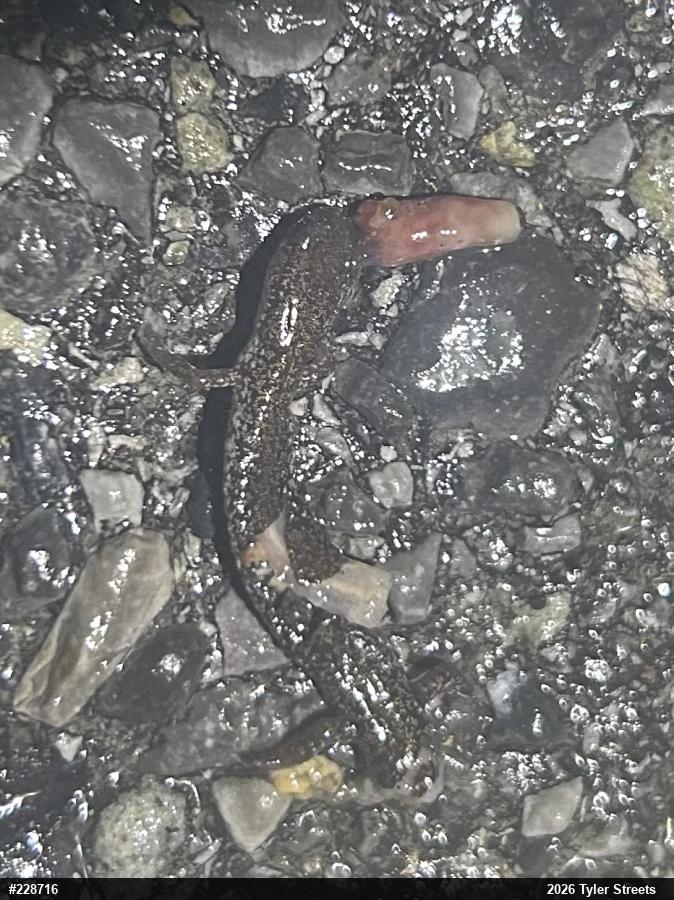 Valley And Ridge Salamander