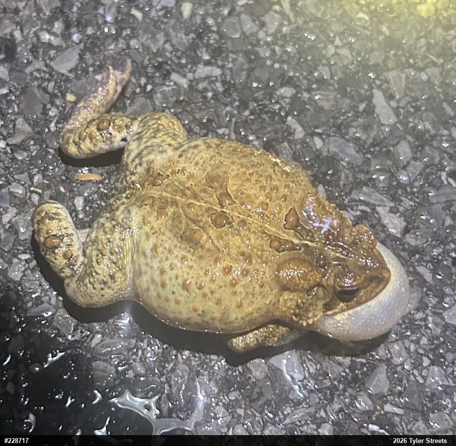 Eastern American Toad