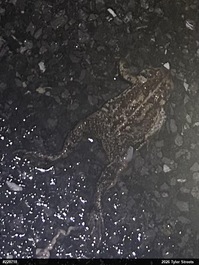 Eastern American Toad
