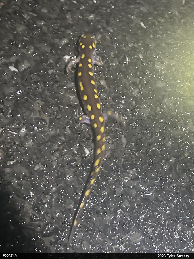 Spotted Salamander