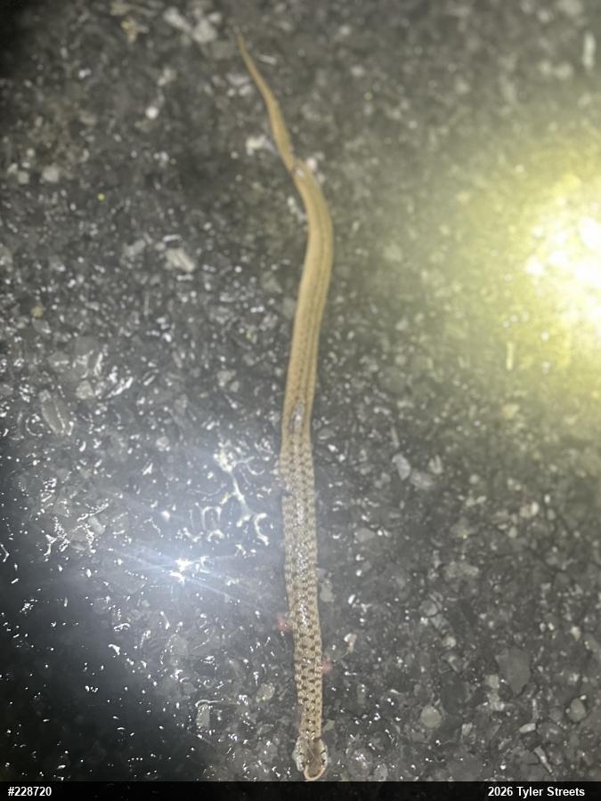 Dekay's Brownsnake