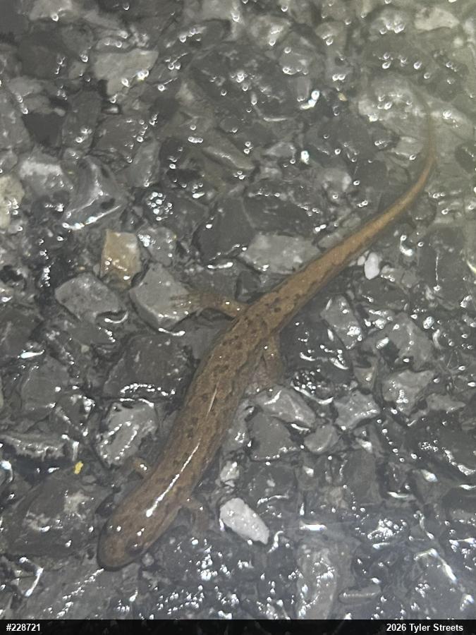Northern Dusky Salamander