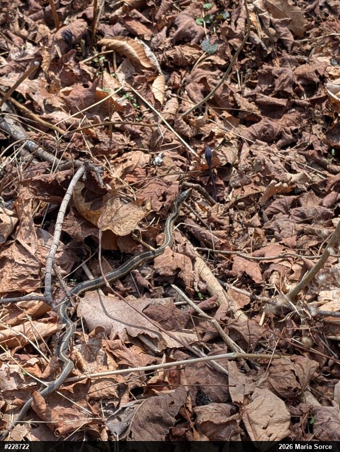 Eastern Gartersnake