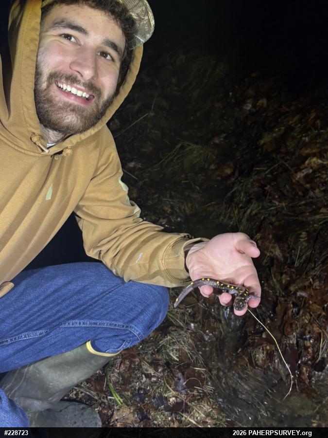 Spotted Salamander