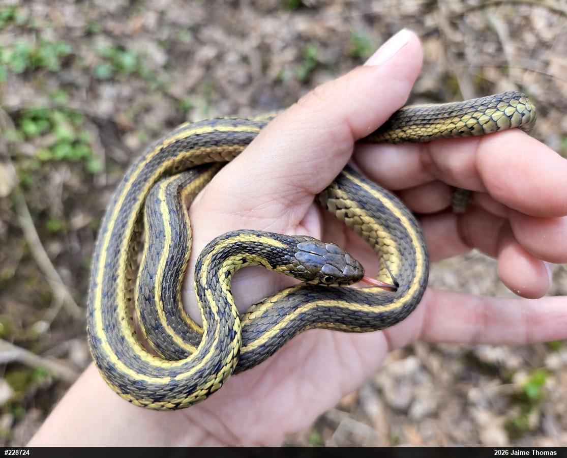Eastern Gartersnake