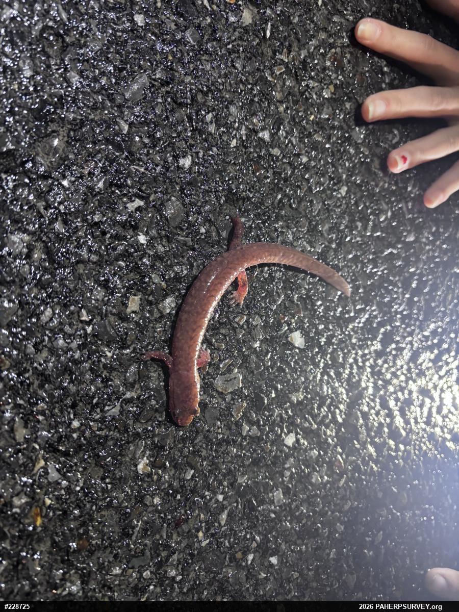 Northern Spring Salamander