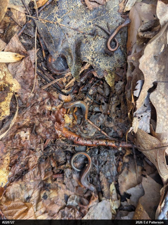 Eastern Red-backed  Salamander