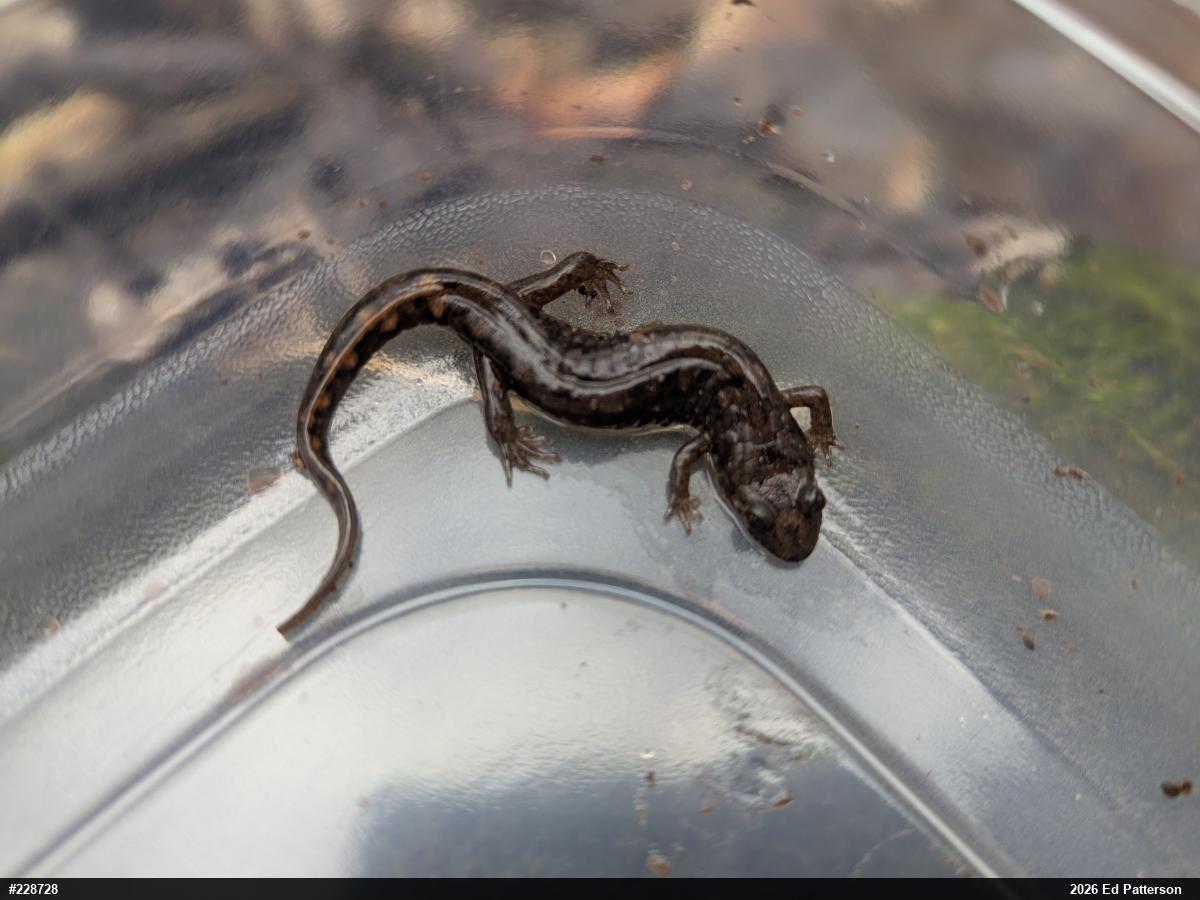 Seal Salamander