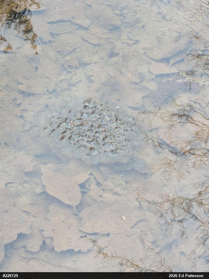 Wood Frog