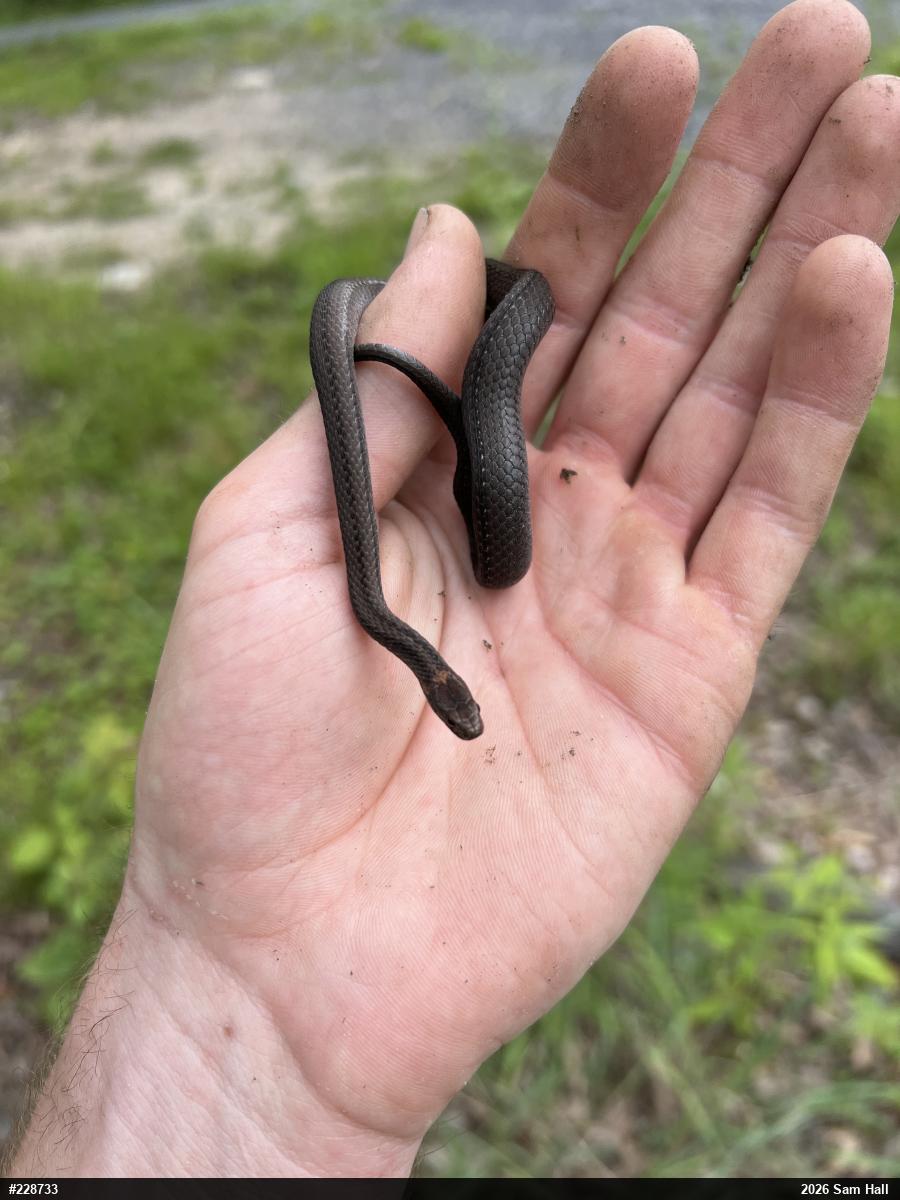 Red-bellied Snake