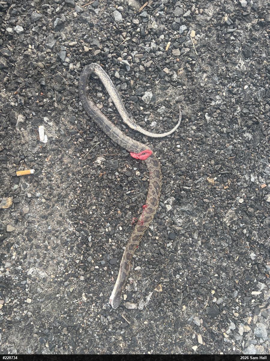 Eastern Ratsnake