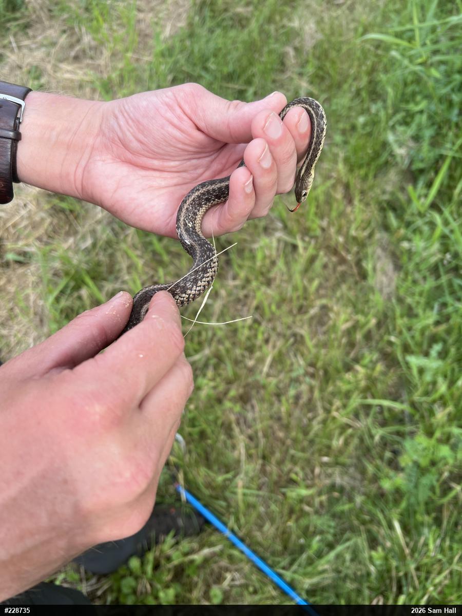 Eastern Gartersnake