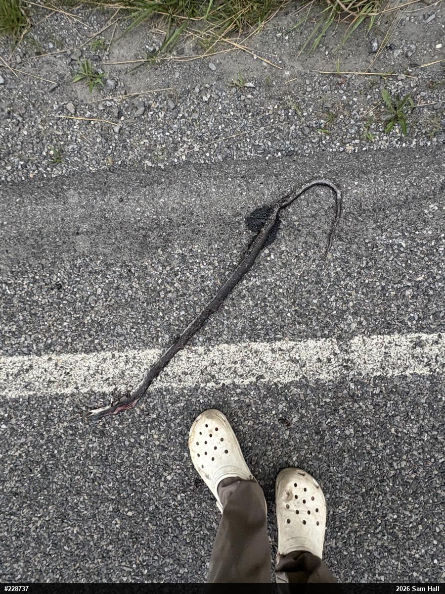 Eastern Ratsnake