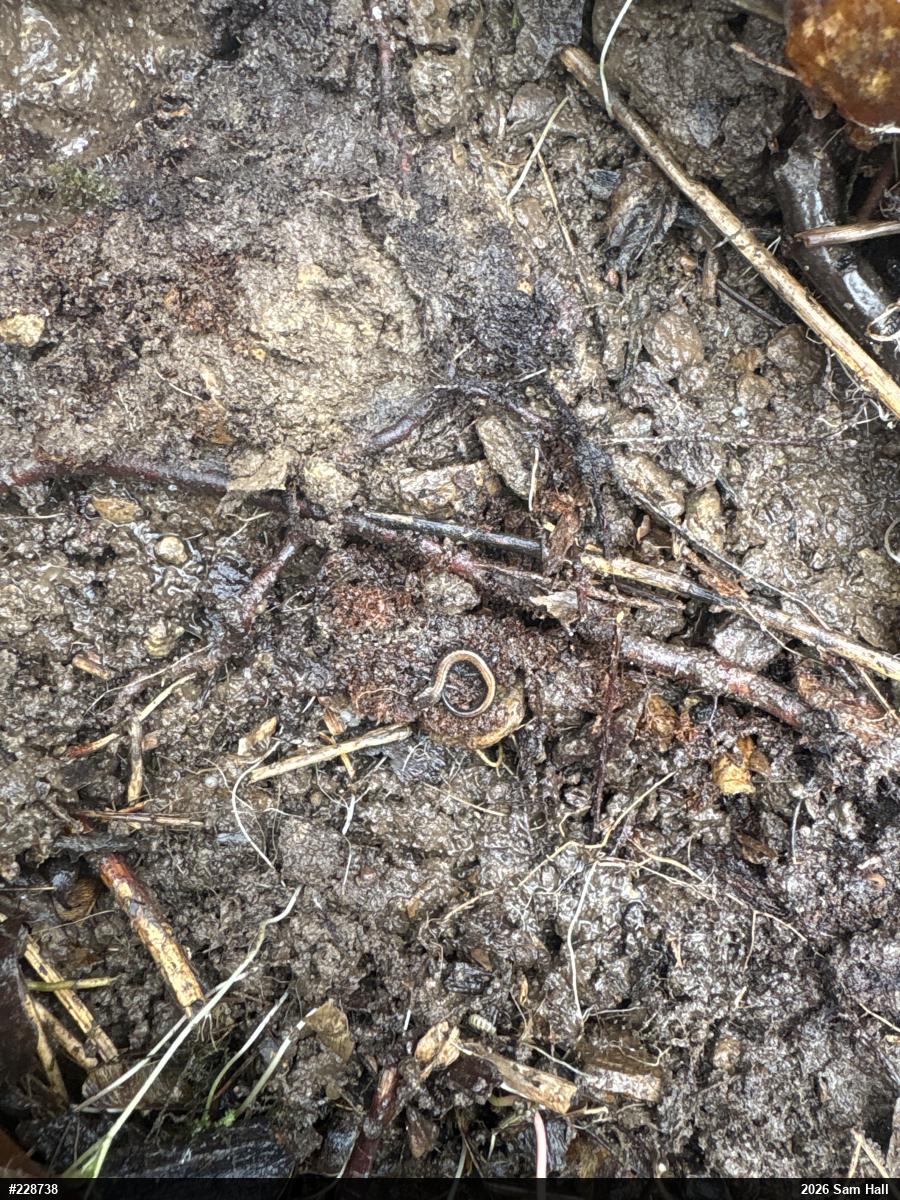 Eastern Red-backed  Salamander