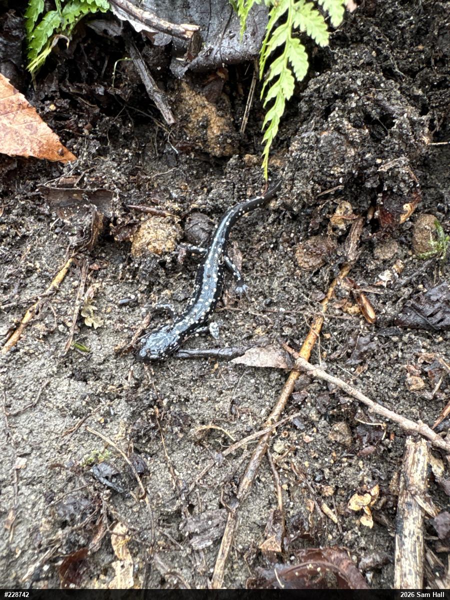 Northern Slimy Salamander