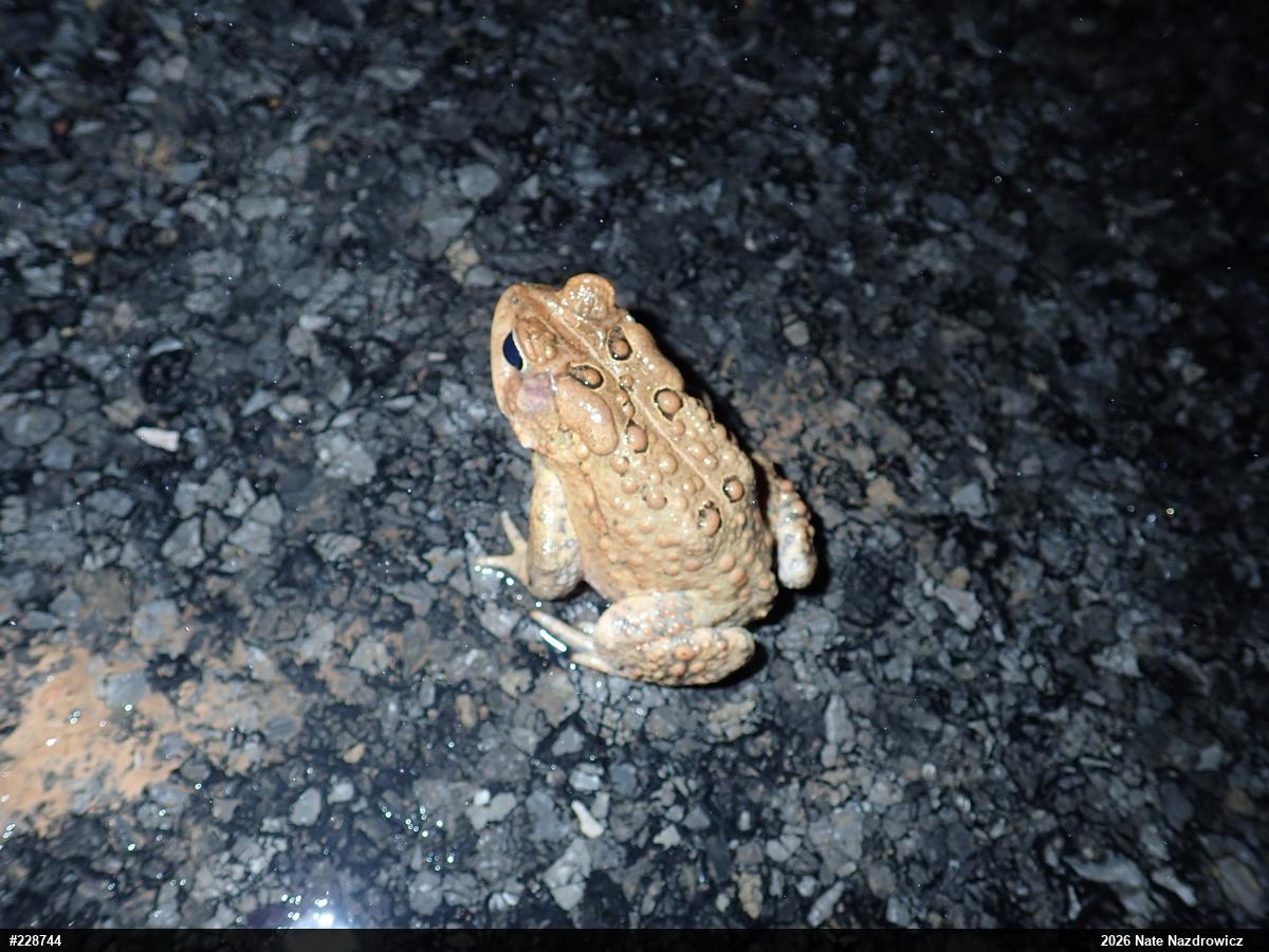 Eastern American Toad