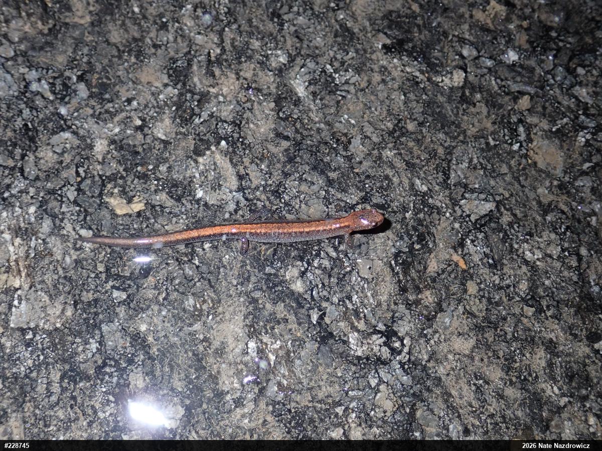 Eastern Red-backed  Salamander