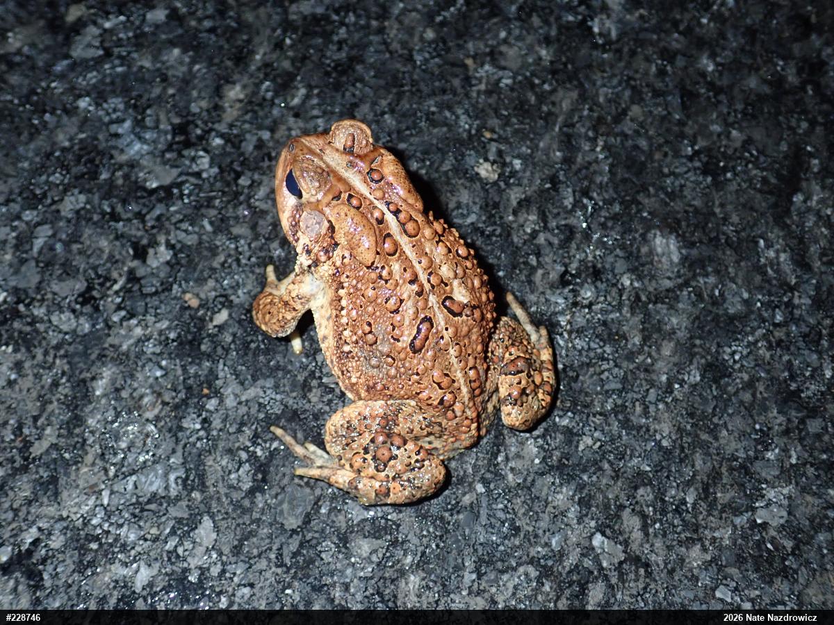 Eastern American Toad