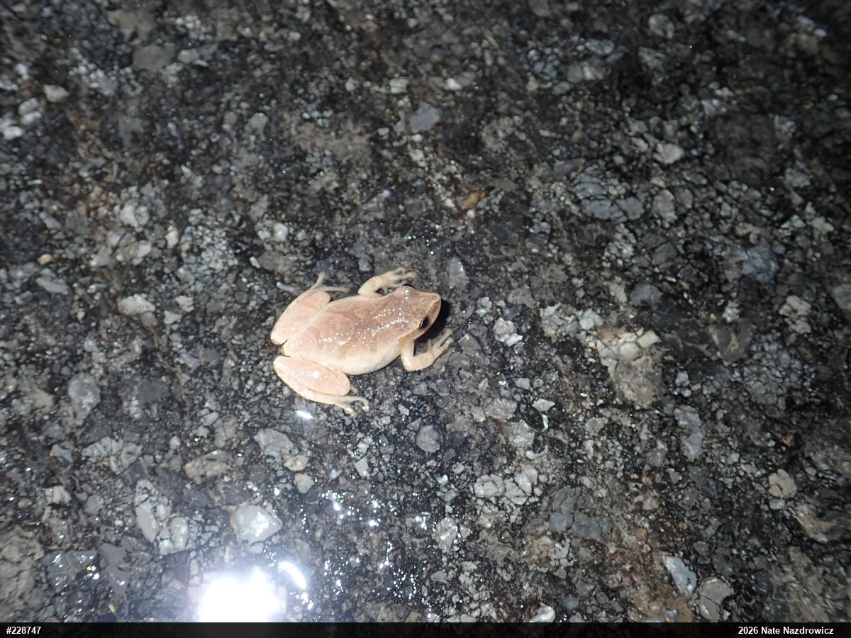 Spring Peeper