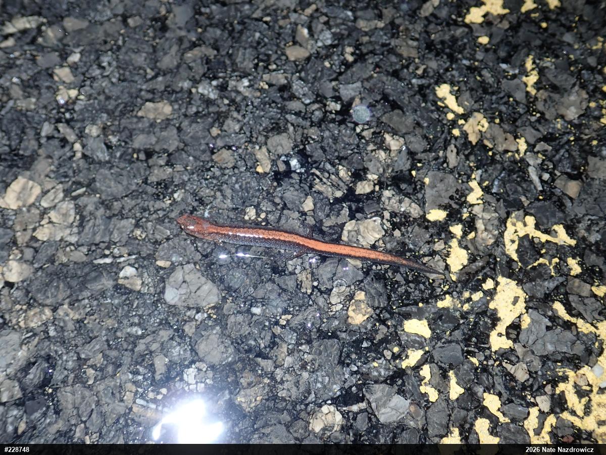 Eastern Red-backed  Salamander