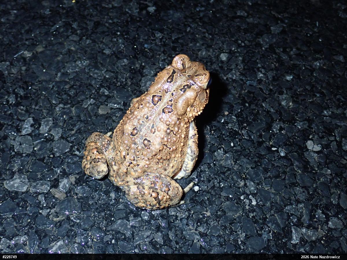 Eastern American Toad