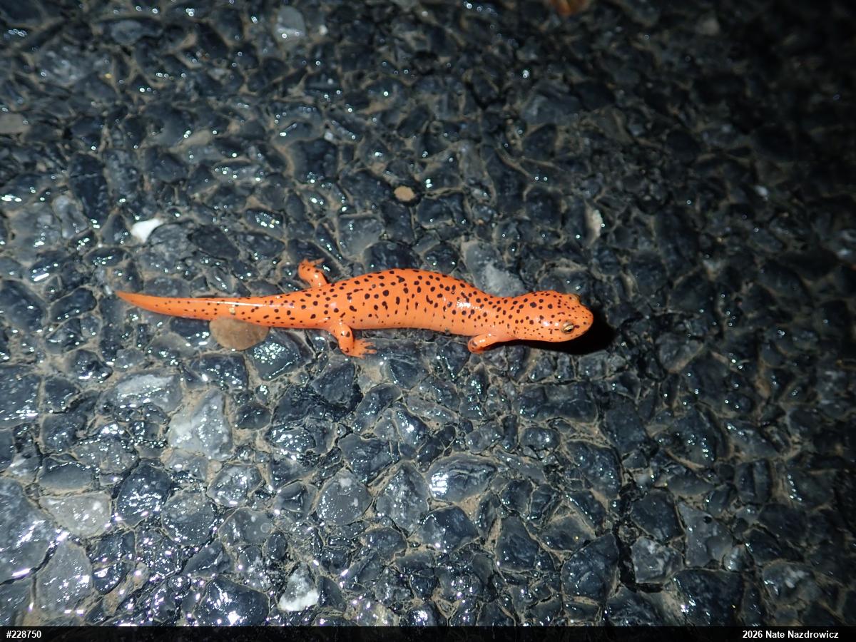 Northern Red Salamander