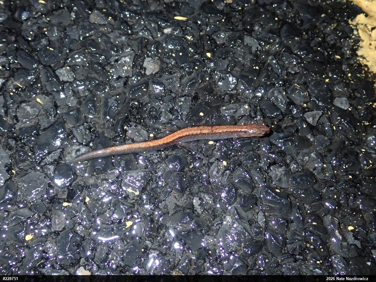 Eastern Red-backed  Salamander