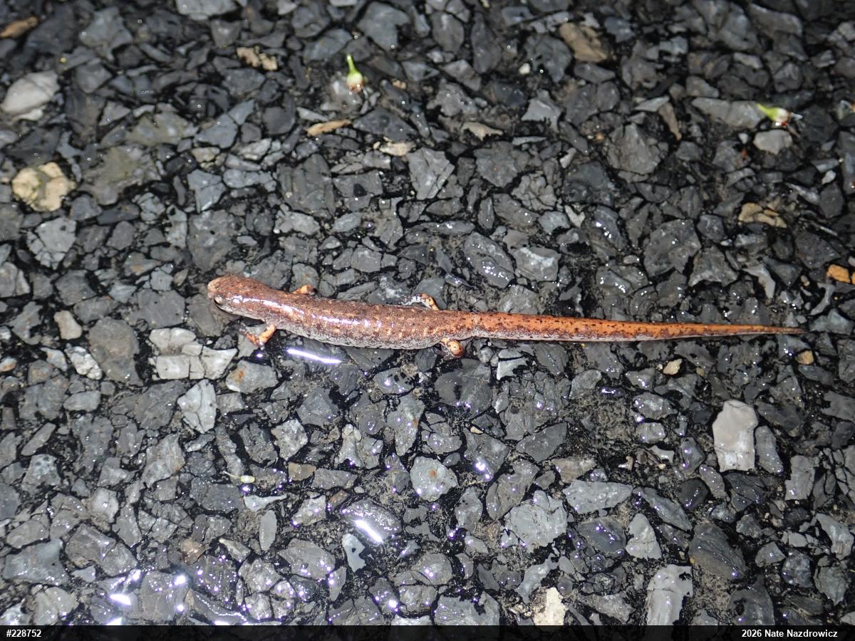 Four-toed Salamander