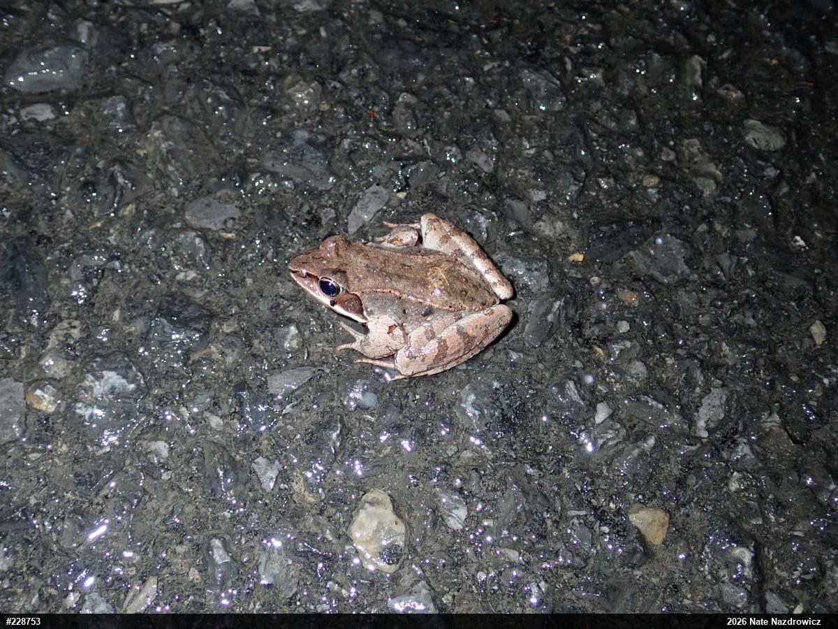 Wood Frog