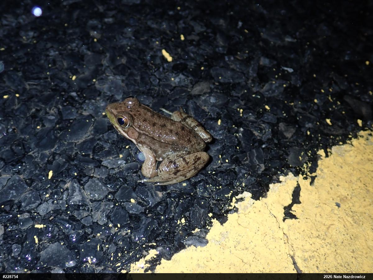 Green Frog