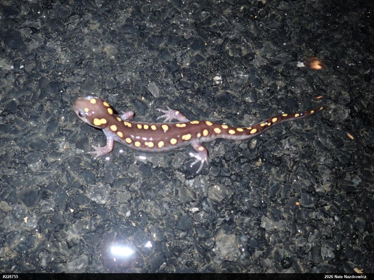 Spotted Salamander