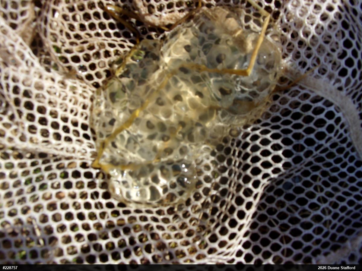 Jefferson Salamander