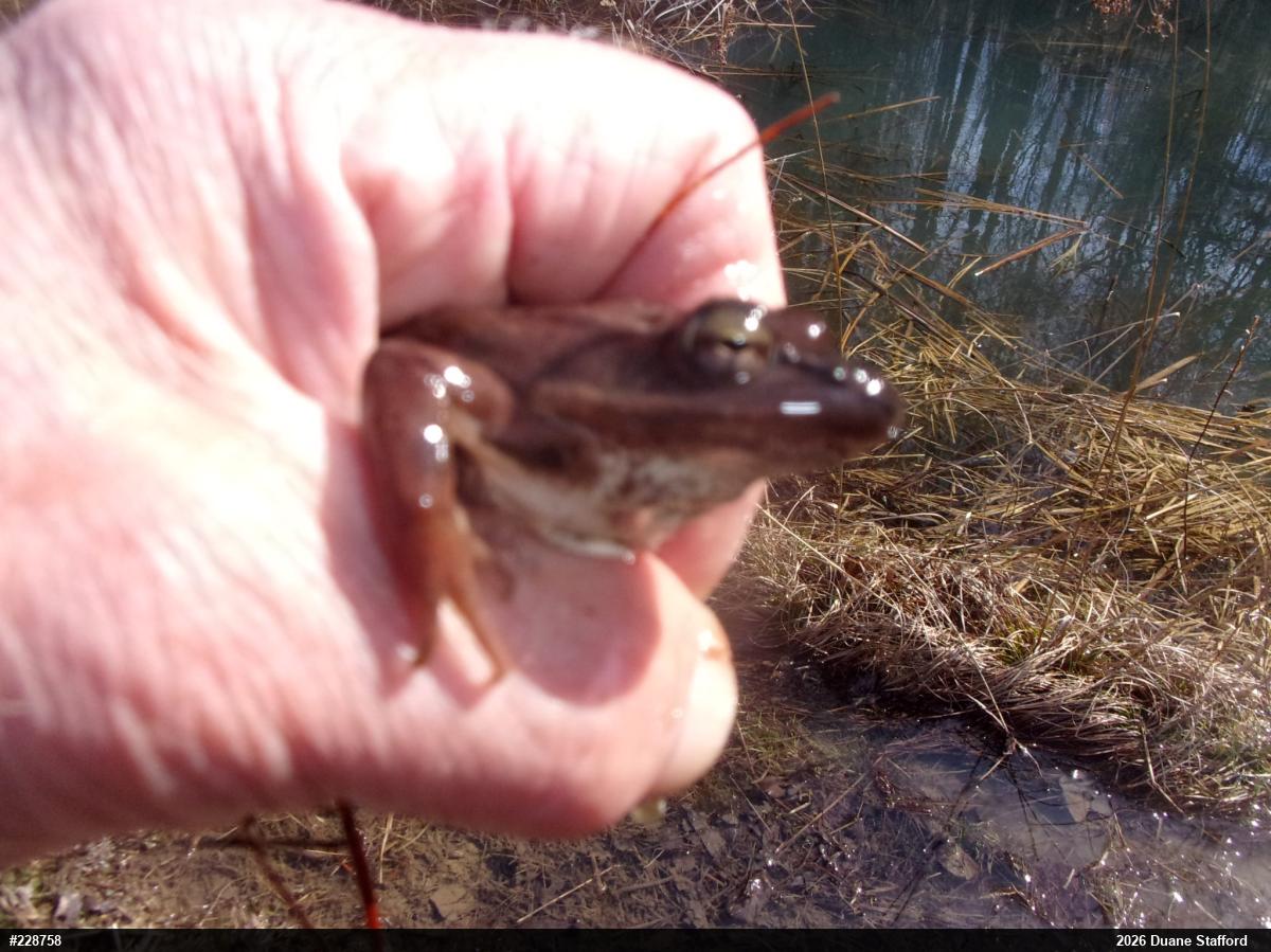 Wood Frog