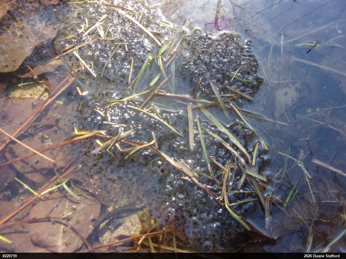 Wood Frog