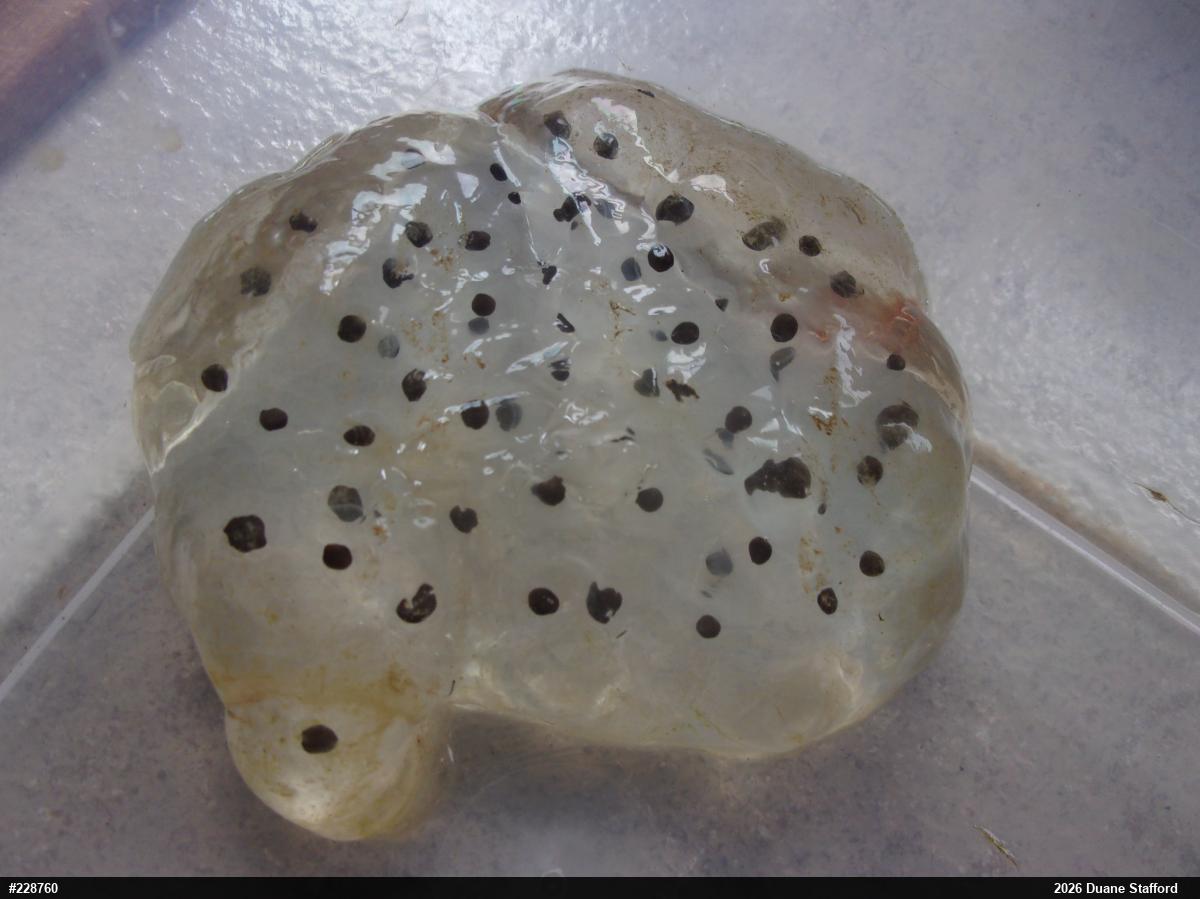Spotted Salamander