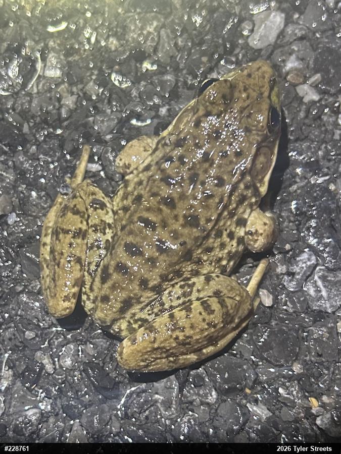 Green Frog