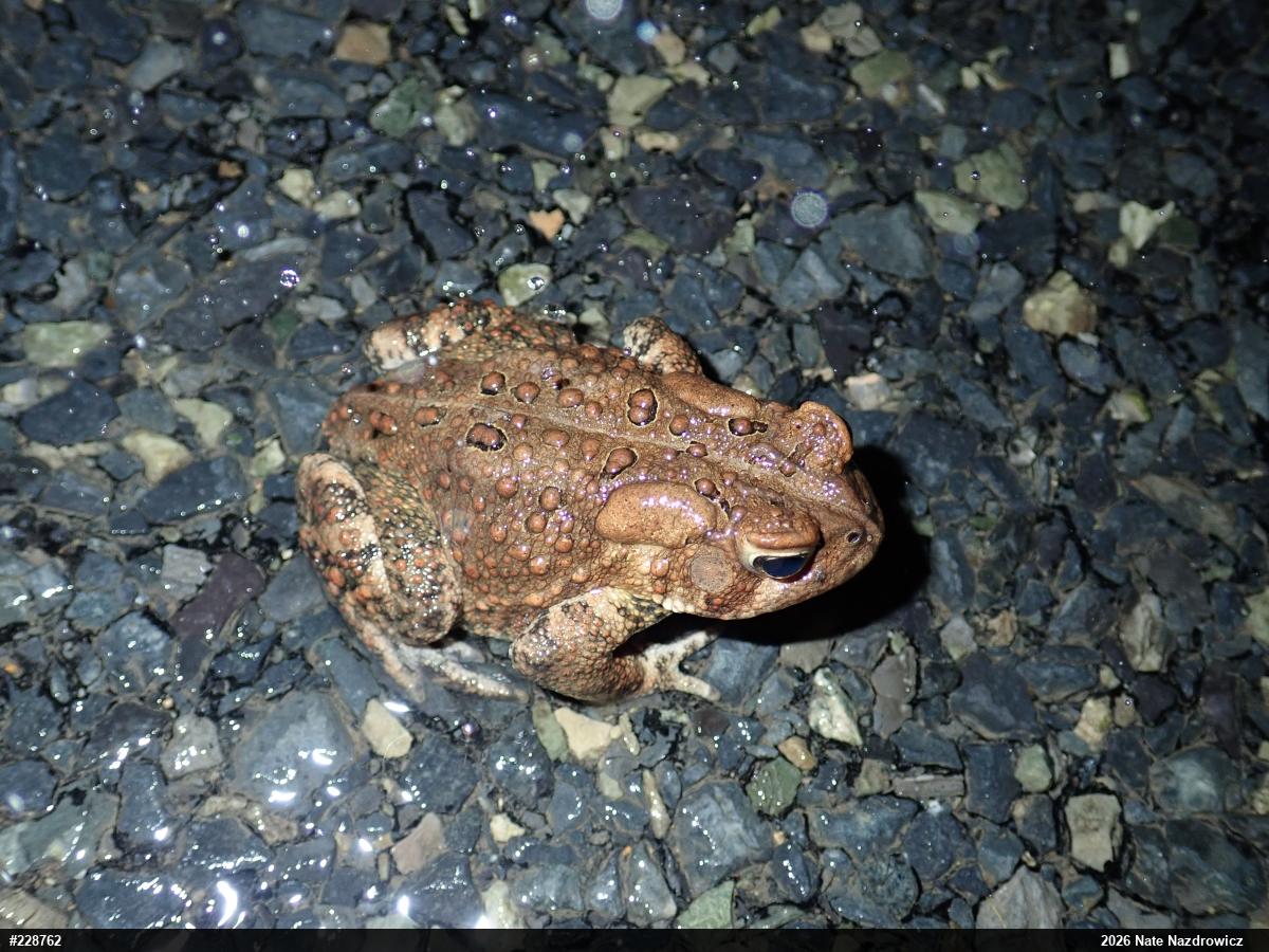 Eastern American Toad