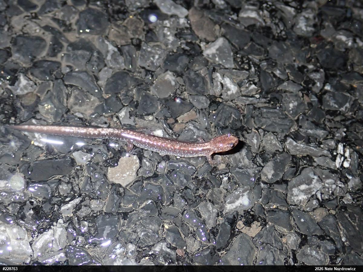 Eastern Red-backed  Salamander