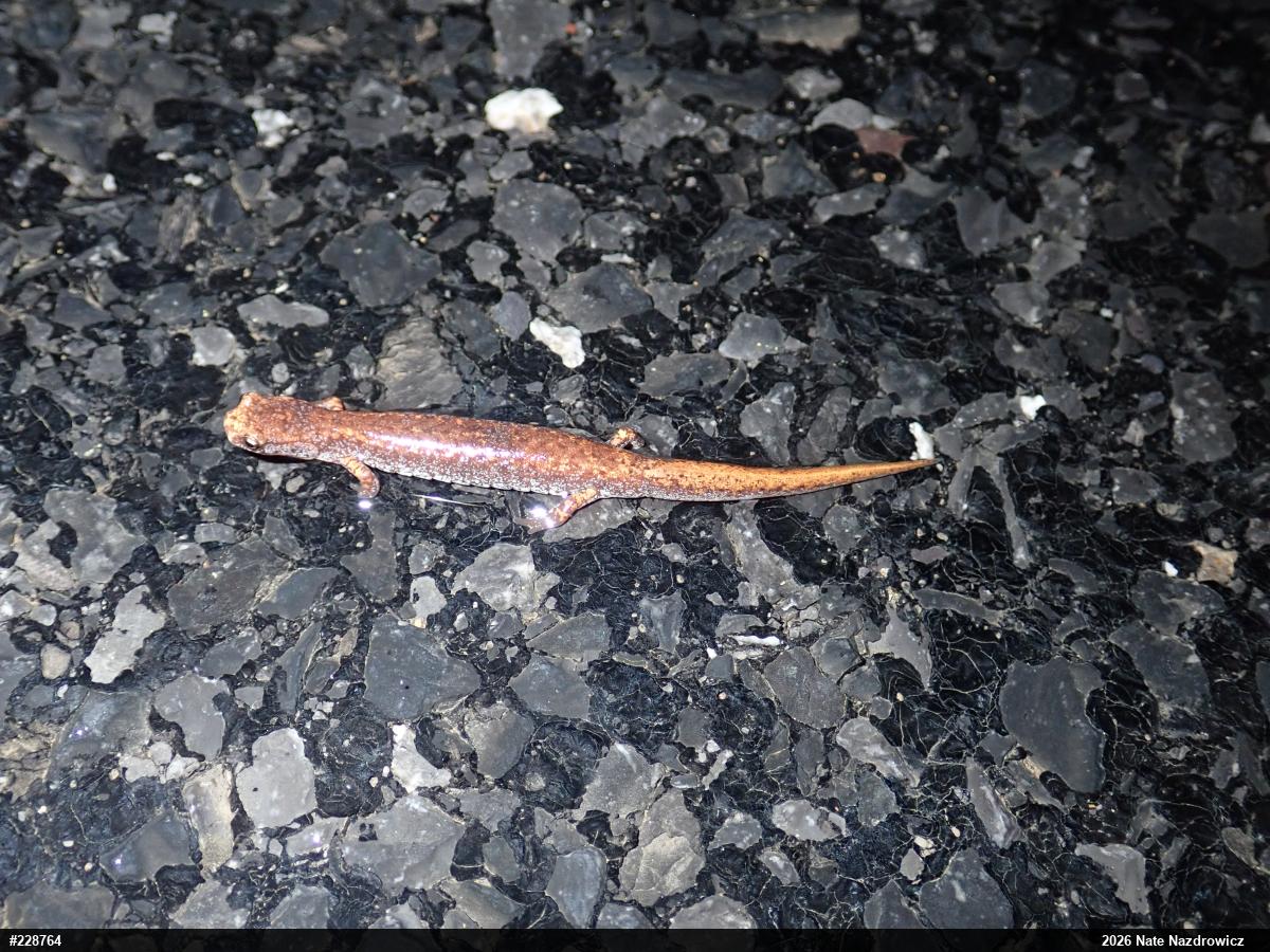 Four-toed Salamander