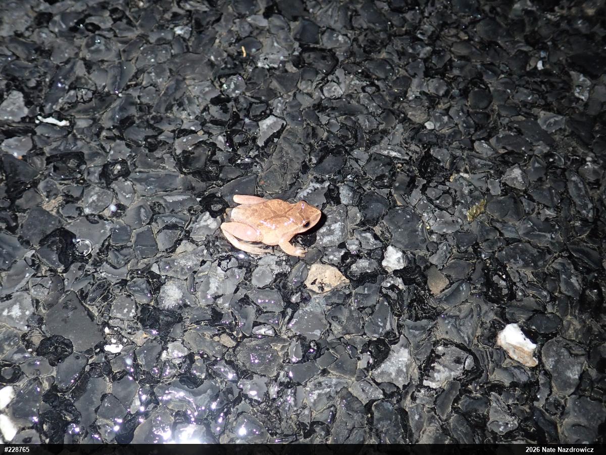 Spring Peeper