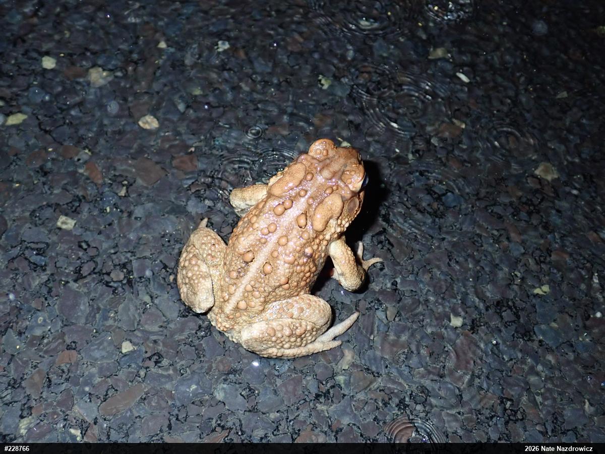 Eastern American Toad