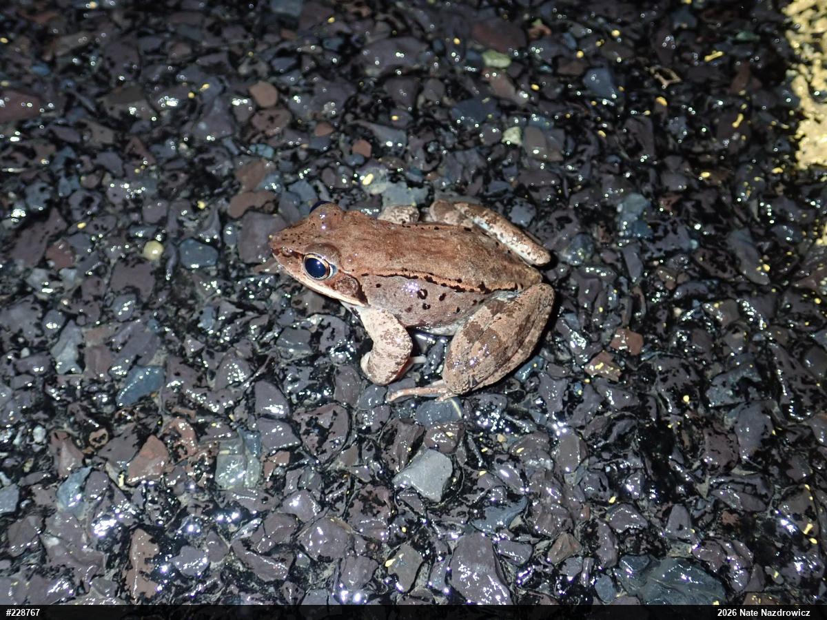 Wood Frog