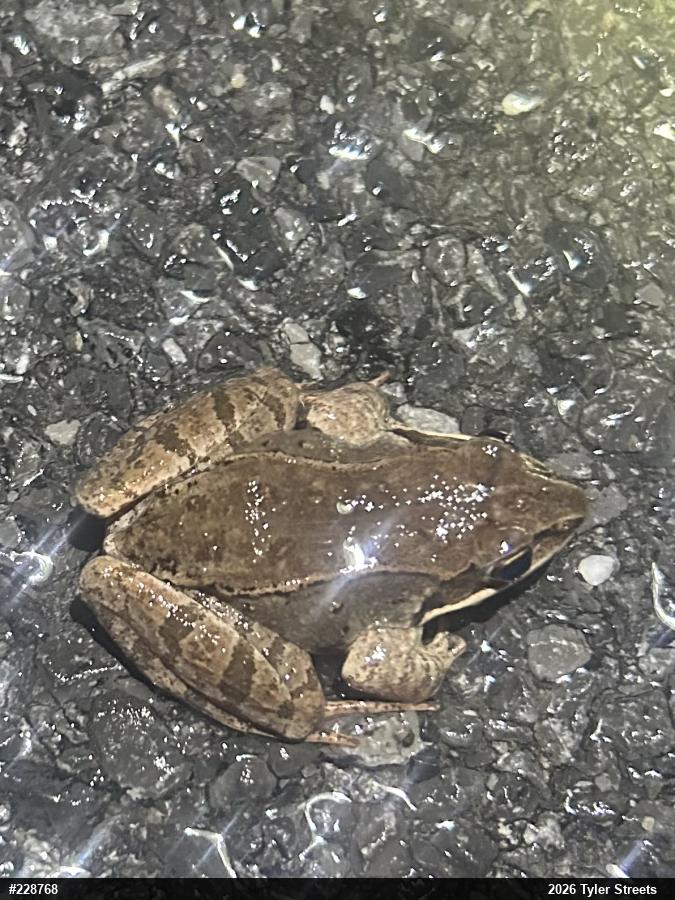 Wood Frog