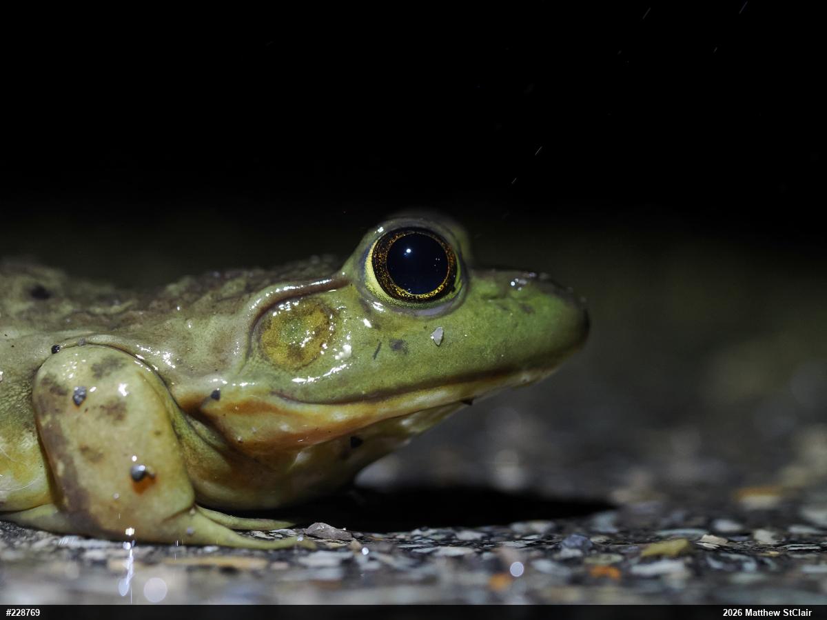 American Bullfrog